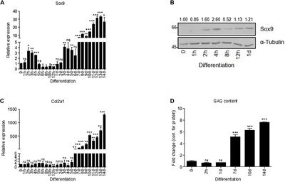 Sox9 Determines Translational Capacity During Early Chondrogenic Differentiation of ATDC5 Cells by Regulating Expression of Ribosome Biogenesis Factors and Ribosomal Proteins